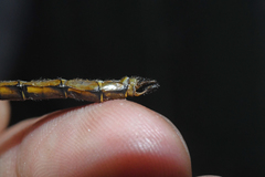 Neurocordulia yamaskanensis