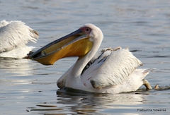 Pelecanus onocrotalus