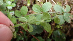 Galium formosense