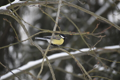 Parus major