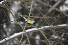 Parus major
