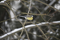 Parus major