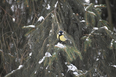 Parus major