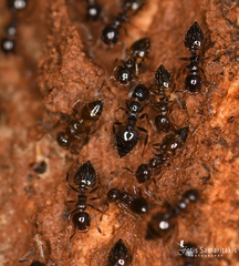 Crematogaster sordidula