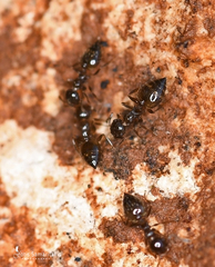 Crematogaster sordidula