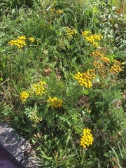 Tanacetum vulgare