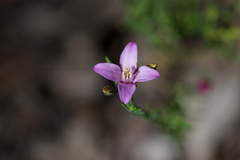 Boronia spathulata