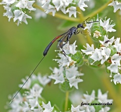 Gasteruption jaculator