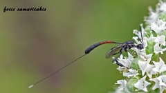 Gasteruption jaculator