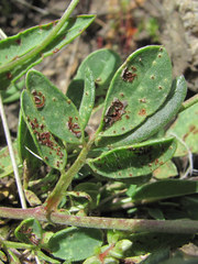 Uromyces anthyllidis