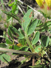 Uromyces anthyllidis