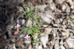 Boronia spathulata