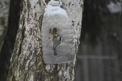 Cyanistes caeruleus