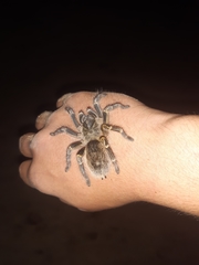 Grammostola pulchripes