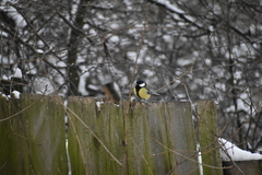 Parus major