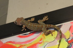 Gekko gecko