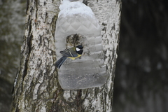 Parus major