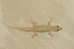 Hemidactylus platyurus