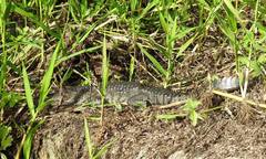 Crocodylus moreletii