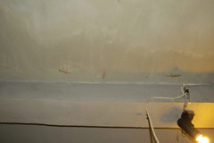 Hemidactylus platyurus