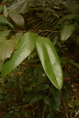 Poeciloneuron indicum