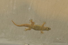 Hemidactylus platyurus