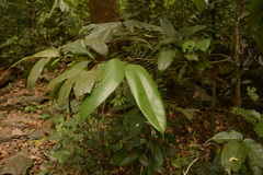 Poeciloneuron indicum