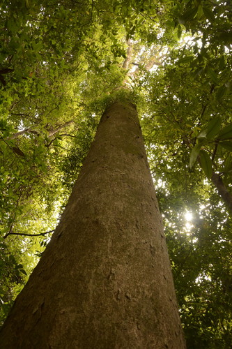 Image of Dipterocarpus indicus by (c) Siddarth Machado, some rights reserved (CC BY)