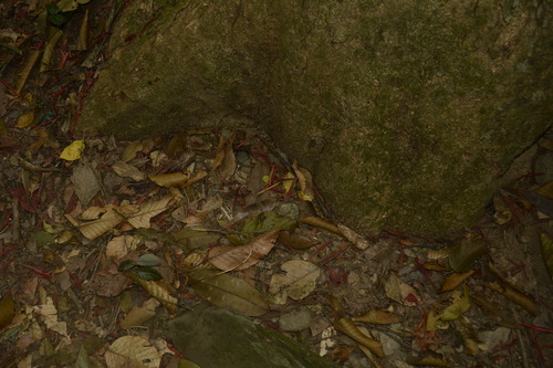 Image of Dipterocarpus indicus by (c) Siddarth Machado, some rights reserved (CC BY)