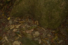 Dipterocarpus indicus