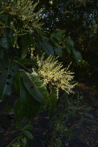 Terminalia paniculata (Terminalia paniculata)
