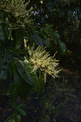 Terminalia paniculata