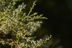 Terminalia paniculata