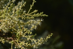 Terminalia paniculata