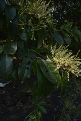 Terminalia paniculata