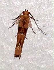 Pyroderces mesoptila