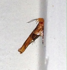 Pyroderces mesoptila