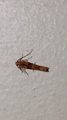 Pyroderces mesoptila