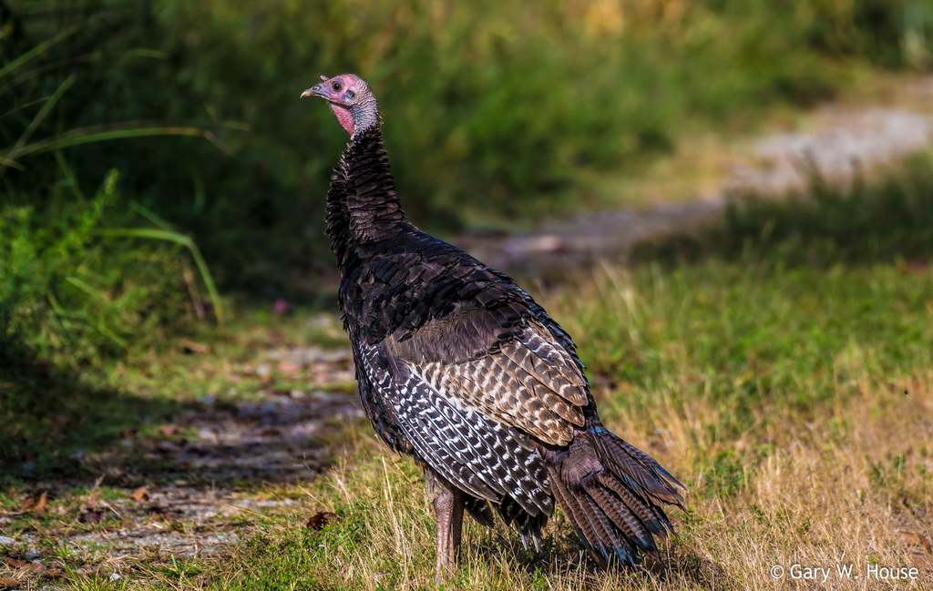 Wild Turkey from 14050 Dawson Beach Rd, Woodbridge, VA 22191, USA on October 06, 2017 at 0941