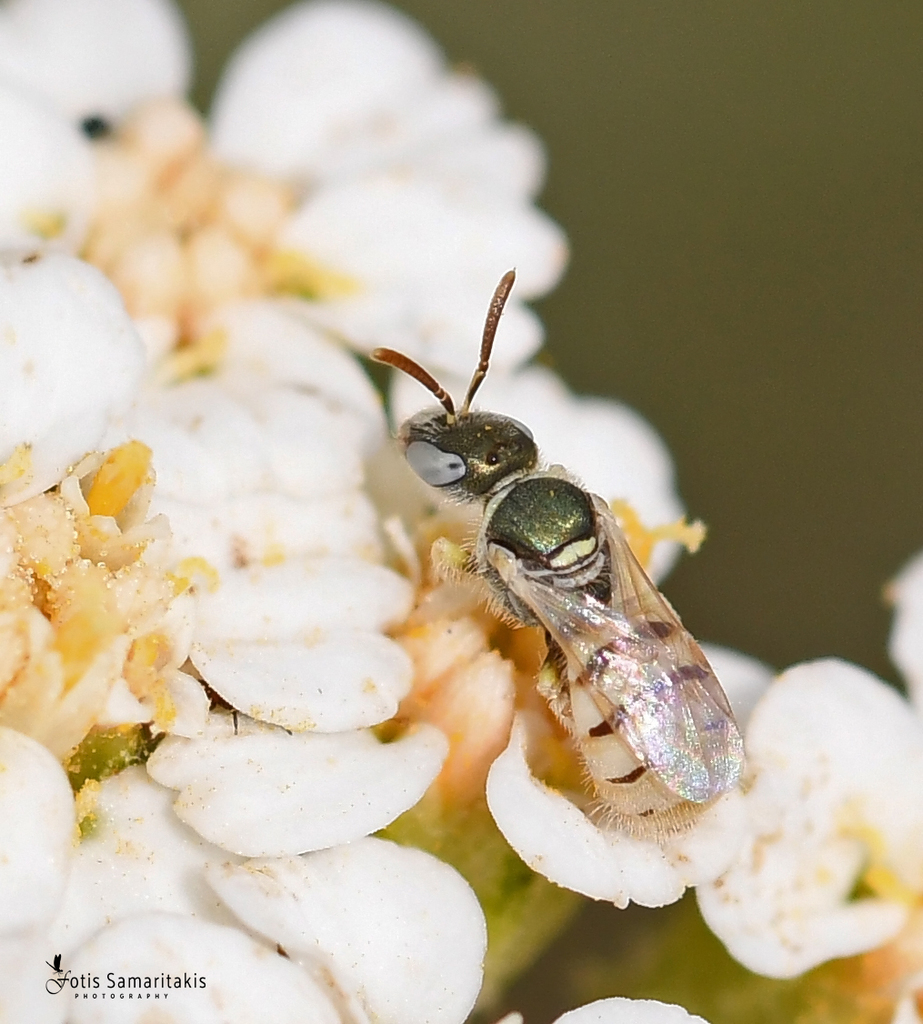 Nomioides minutissimus
