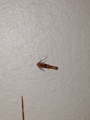 Pyroderces mesoptila