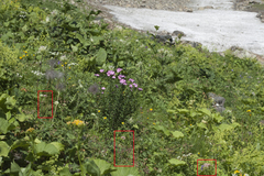 Chaerophyllum roseum