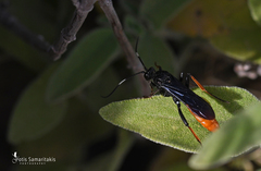Amblyjoppa fuscipennis