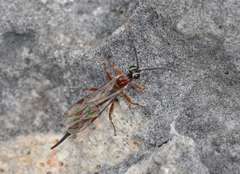 Clistopyga incitator