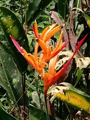 Heliconia