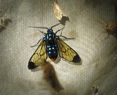 Gymnelia salvini
