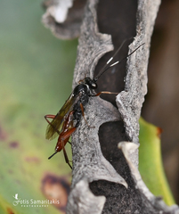 Exetastes adpressorius