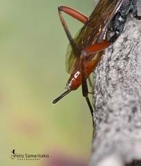 Exetastes adpressorius