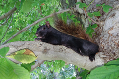 Sciurus carolinensis pennsylvanicus