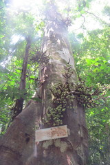Ficus septica